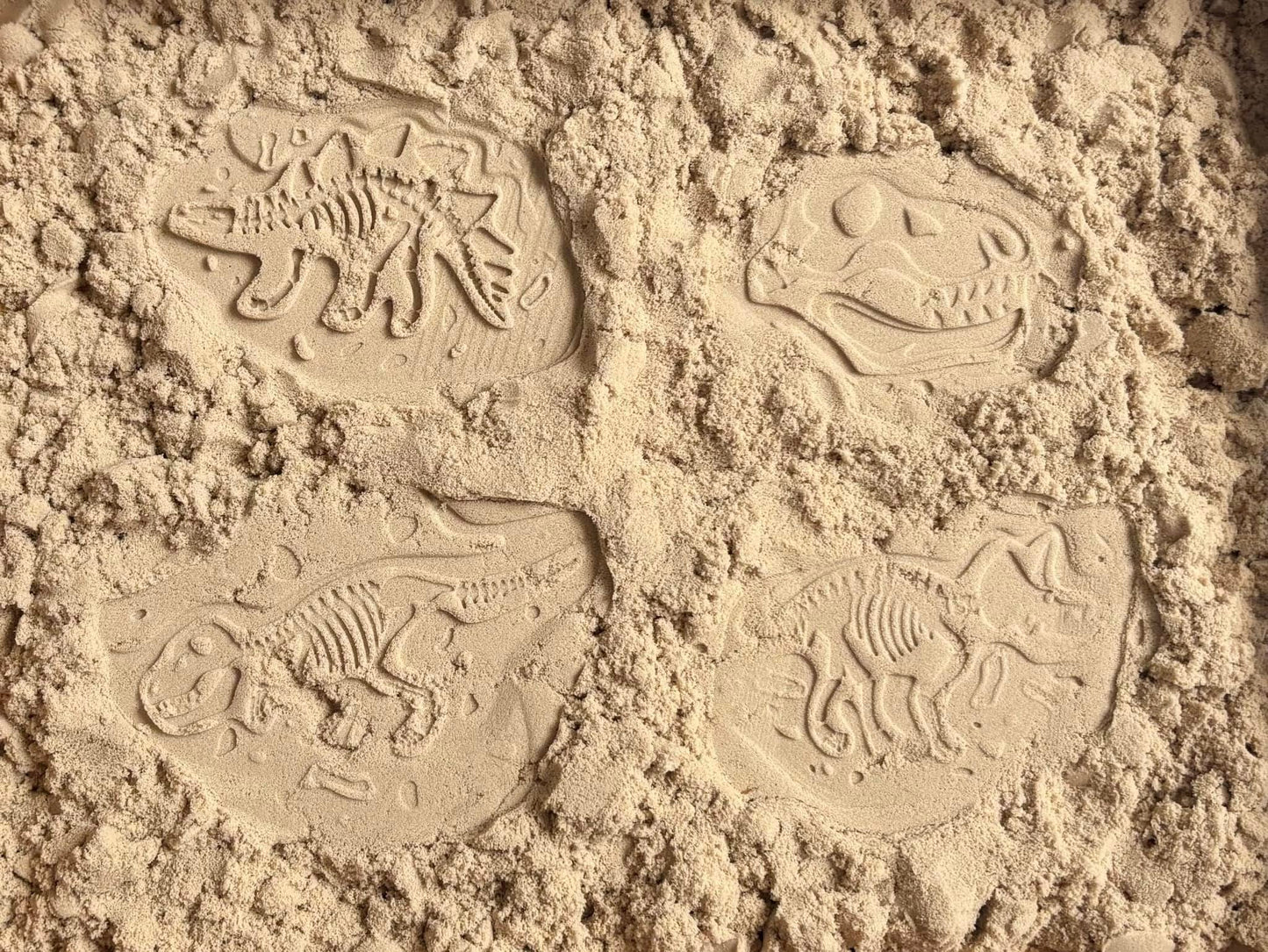 🦖 Ensemble de 5 fossiles de dinosaures