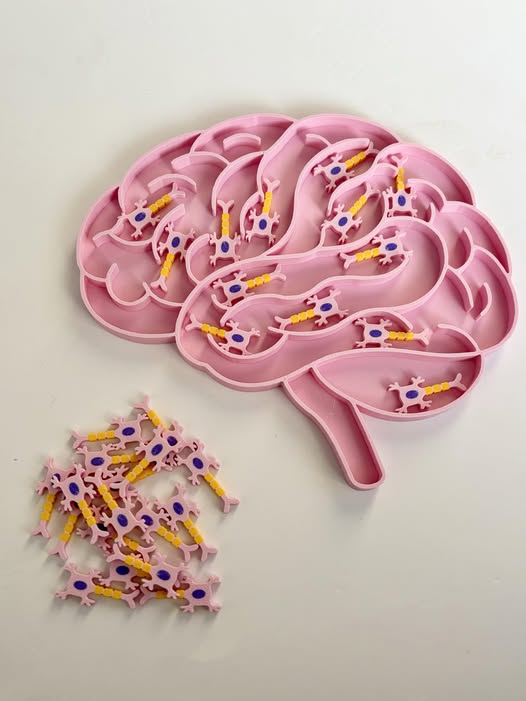 Ensemble éducatif “Cerveau et neurones”
